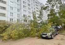Псковская область во власти сильного ветра оказывается практически каждый сезон