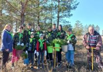 Более 40 тысяч молодых деревьев высадили в Ключевском лесничестве