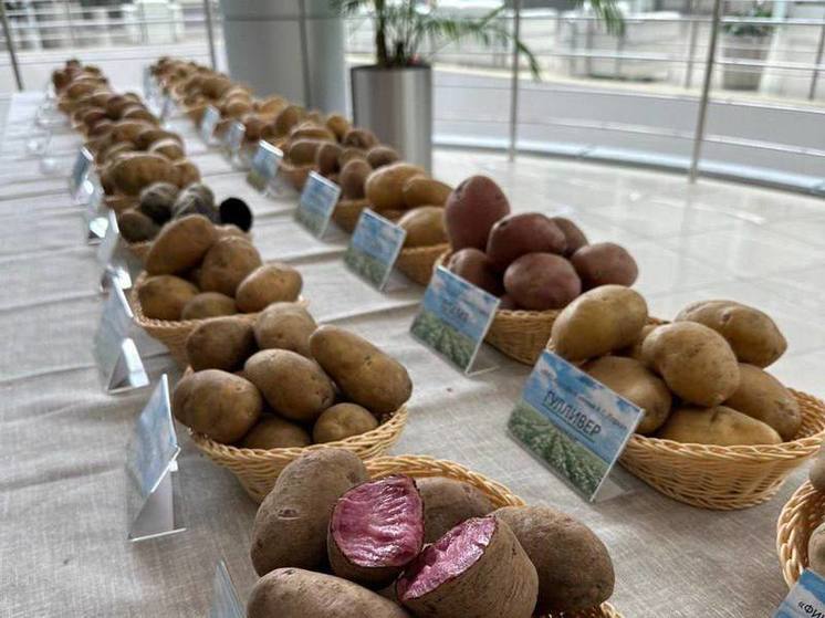 Подмосковные сорта картофеля вошли в топ-10 лучших в России