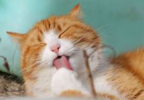 Коты, как выяснили американские ученые, имеют внушительный набор выражений, используя около 276 различных выражений мордочек