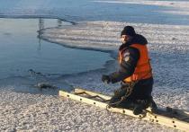 Специалисты "Мособлпожспаса" пришли на помощь утке, которая примерзла ко льду водоема