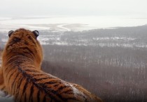 В телеграм-канале заповедника «Земля леопарда» появилось уникальное видео