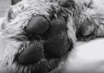 Как сообщает центр «Амурский тигр», тигрица, которую обнаружили на трассе «Хабаровск-Владивосток», погибла