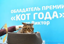 Умер кот по имени Виктор, который стал известен после инцидента с самолетом, следующем в Приморье