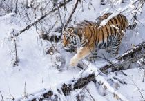 Как рассказали в центре «Амурский тигр» полосатый хищник напал на домашних животных в селе Свободное Лазовского района Приморья