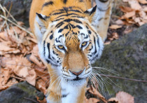 В Приморье продолжают хулиганить тигры