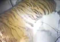 В Приморье продолжают отлавливать тигров, которые выходят к людям и загрызают домашних животных