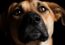 Собака загрызла насмерть своего хозяина в районе Коптево на севере Москвы