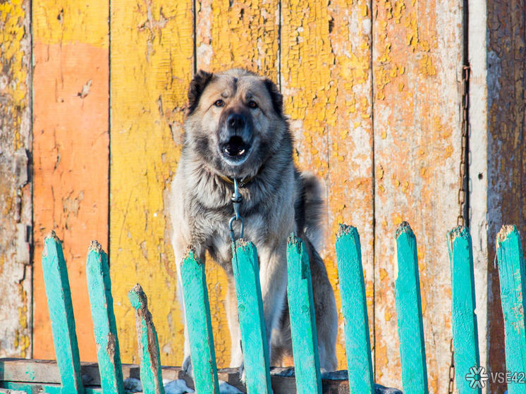Кто виноват: кинолог прокомментировала гибель растерзанной собакой девочки в Кузбассе
