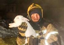 Главк МЧС России по Омской области сообщил в своем Телеграм-канале, что пожарные спасли восемь кроликов при пожаре в садовом доме, который предварительно произошел из-за неисправности электрооборудования