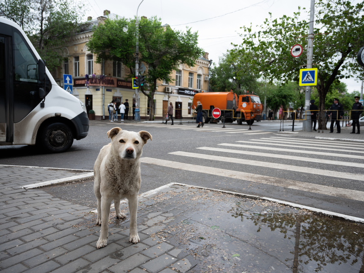 Стало известно, каких бездомных собак будут усыплять в Астрахани
