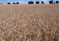 ЕС собирается ввести пошлины на импорт зерна из Российской Федерации и Белоруссии, чтобы успокоить фермеров и ряд стран-членов блока