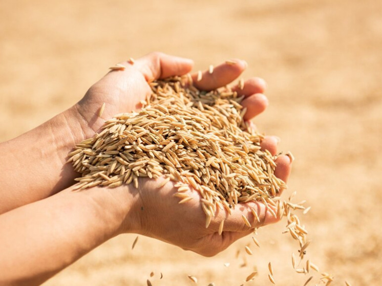 Зерновые перспективы: рынок пшеницы ждет передел