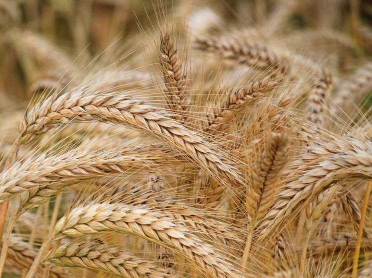 Страны Балтии, Польша и Чехия потребовали запрета импорта зерна из России