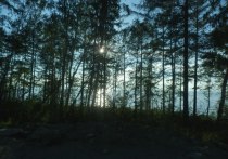 Республиканское агентство лесного хозяйства Бурятии обязали обеспечить Байкальское лесничество техникой и оборудованием в соответствии с нормативами