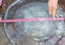 В Ростовской области жителям предложили есть медуз, для снижения популяции