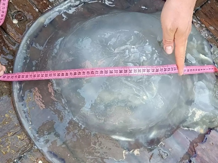 Жителям Ростовской области предложили готовить блюда из медуз