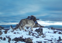 Экспедиция по изучению следов жизнедеятельности снежного барса на хребте Чихачева в Республике Алтай прошла в конце февраля-начале марта в 