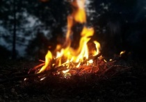 Пожары в лесах Алтайского края могут начаться уже в первой половине апреля