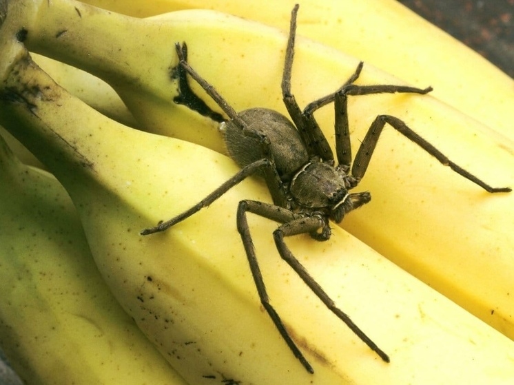 Ярославцы рассказали о насекомых, обнаруженных на бананах