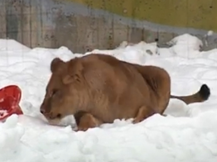 В ярославском зоопарке скончалась львица Сима