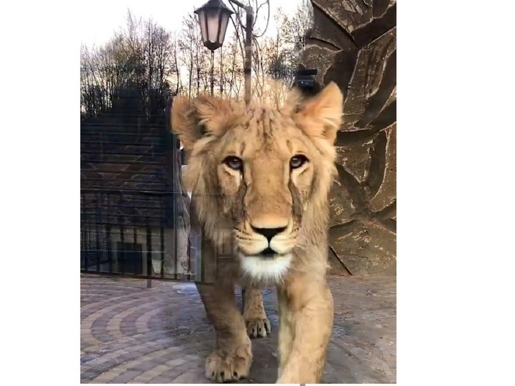 Лев в зоопарке Калуги мог умереть от короновирусного гастроэнтерита