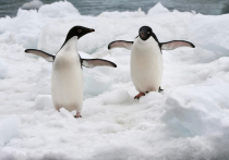 Антарктика поменяла режим существования, а в Арктике зафиксирована рекордно низкая толщина льда

