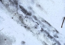 Тысячи ногохвосток, или снежных блох, весной начали вылезать из-под снега в лесах Марий Эл.