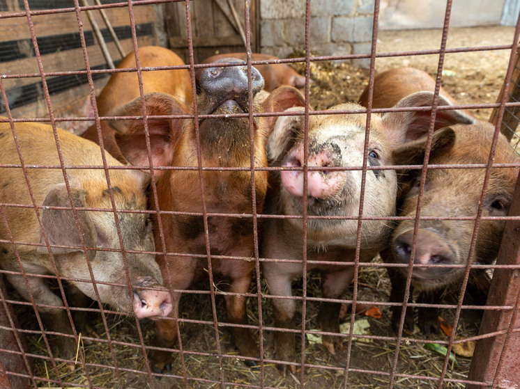 В Челябинской области поголовье свиней могло пасть из-за африканской чумы