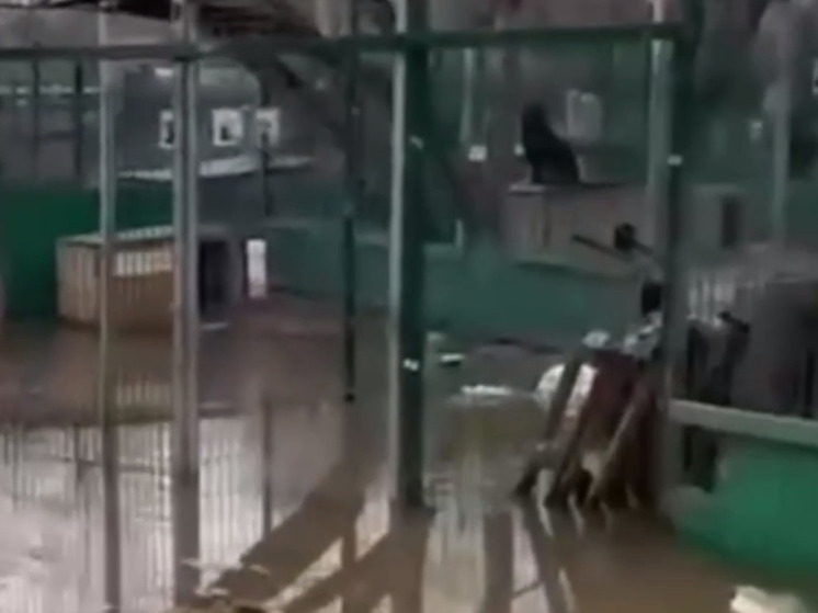 Приют для животных затопило в Ленинском из-за соседней свалки