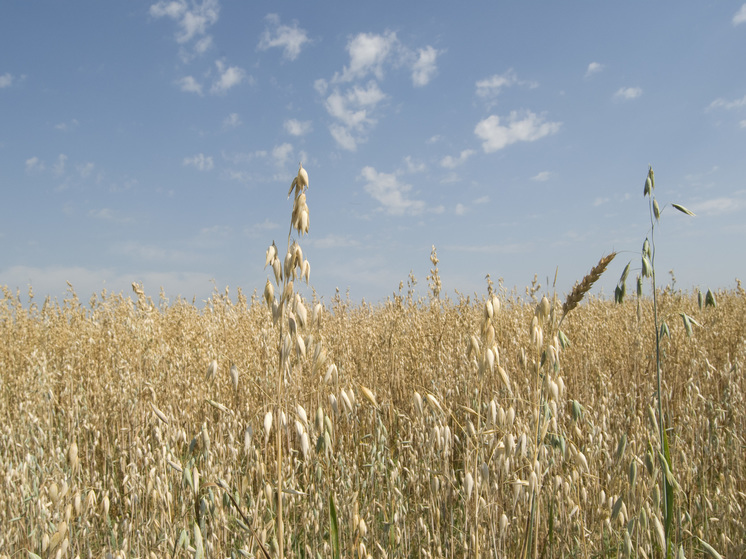 В Варшаве началась встреча Шмыгаля и Туска: стороны обсудят торговлю зерном
