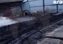 В Красноярском крае трое братьев застрелили собаку и отправили видео убийства ее 13-летней хозяйке