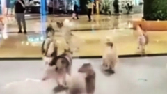 В Китае сотня хаски сбежала из "собачьего кафе": видео эпичного побега