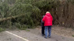 В Подмосковье упавшее из-за шторма дерево проломило забор: видео