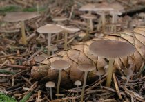Биолог Ринат Султанов рассказал про первый съедобный гриб, который нашли в Тогучинском районе