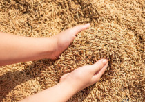 Почему Россия уступает долю рынка зерновых
