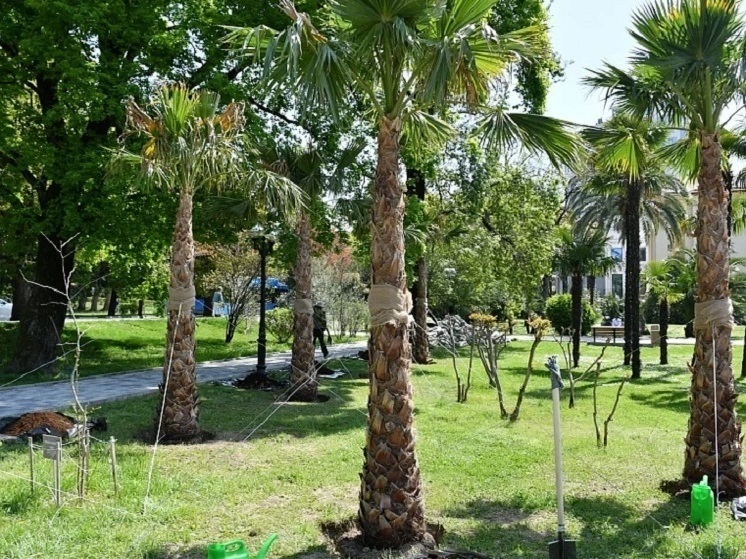 В центре Сочи в рамках акции «Сад памяти» высадили 30 пальм