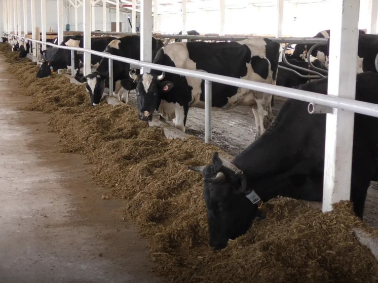 Роботизированную ферму на 130 голов скота открыла нижегородка в Шаранге