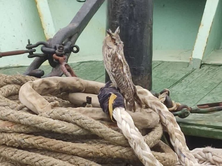 Сахалинские рыбаки спасли заблудившуюся в море сову
