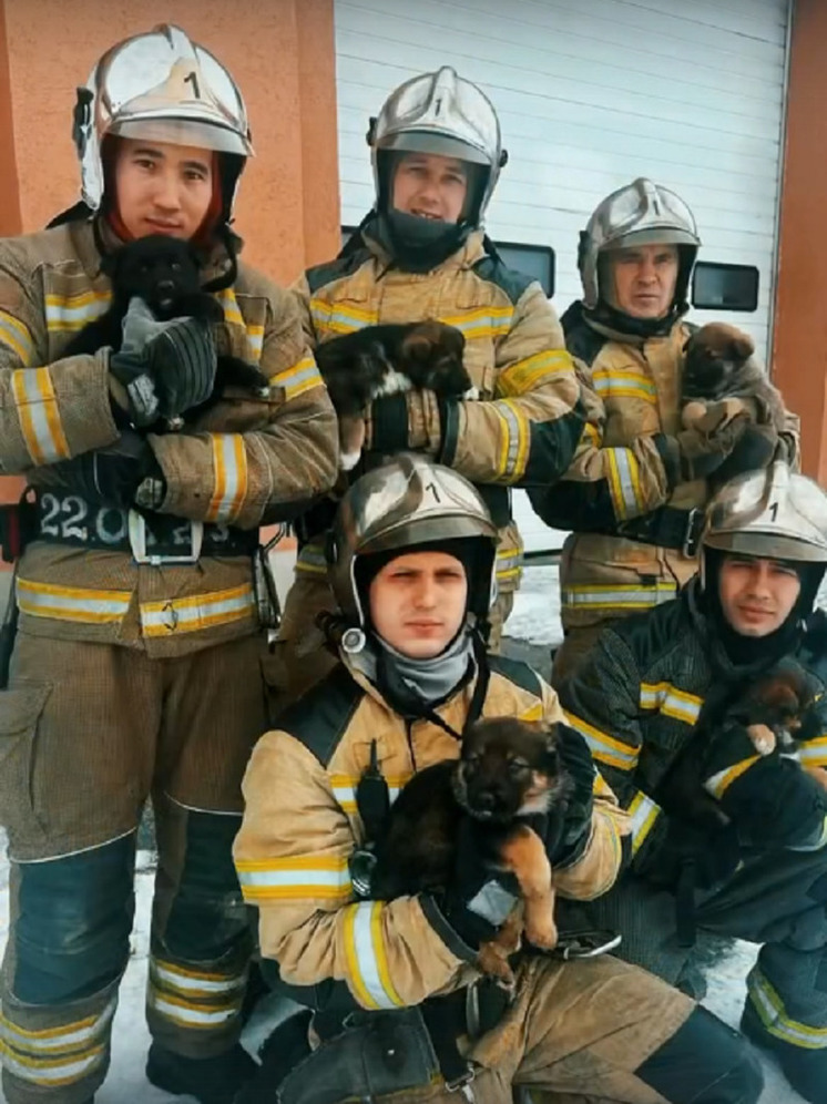 Нужны хозяева: в Салехарде пожарные 2 месяца заботились о найденных щенках