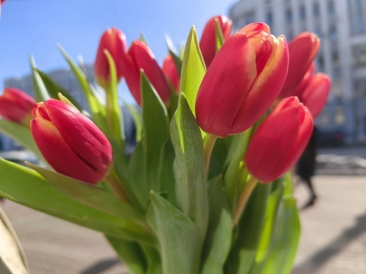 Тюльпаны в Хабаровске будут цвести под камерами видеонаблюдения
