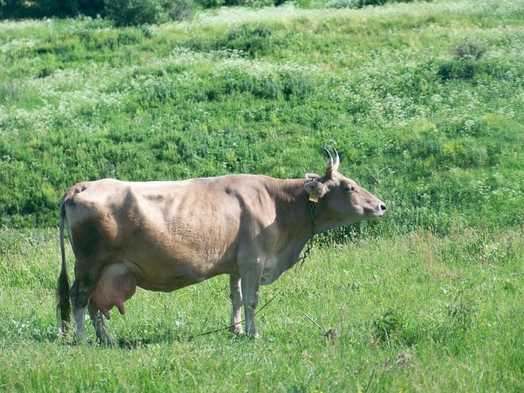 В Тульской области насчитали 133,7 тысяч голов крупного рогатого скота