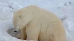 В якутском зоопарке медвежата Вилюй и Яна начали  активно играть на улице