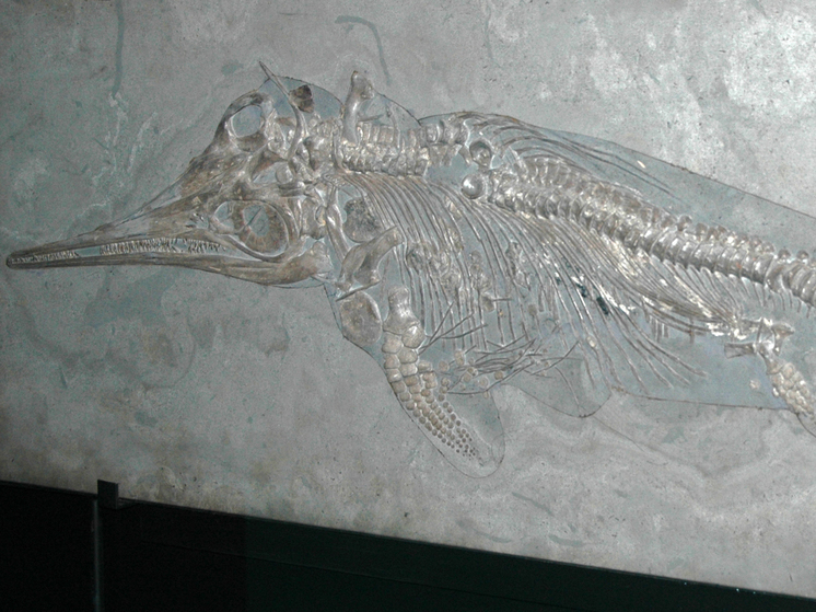 Исследователи из Европы и США обнаружили остатки челюсти огромного ихтиозавра на западе Англии, предполагаемая длина его тела превышала 25 метров