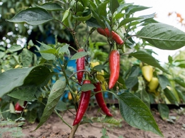  Ученые назвали сорт перца чили, содержащий незаменимые пищевые компоненты