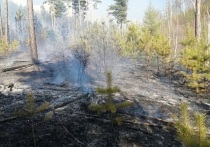 Сотрудники МЧС возбудили первое в текущем году уголовное дело из-за лесного пожара, действовавшего на 1,5 тысячах гектаров в Акшинском районе Забайкальского края