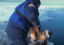 В районе села Овсянка под Красноярском заметили дрейфующую на льдине собаку