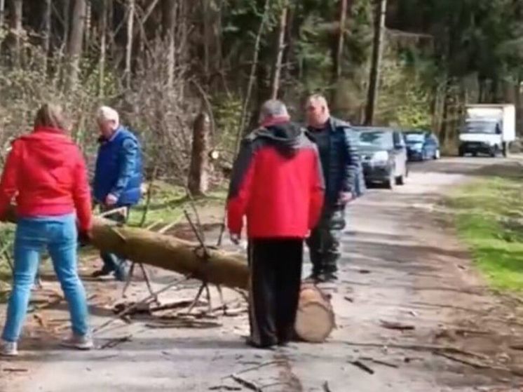Водители Подмосковья вместе убрали упавшее на дорогу дерево