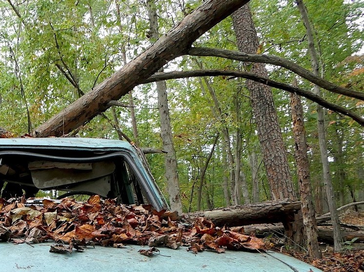 За сутки 18 деревьев упали в Воронеже из-за порывистого ветра
