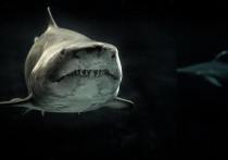 В начале текущего года социальные сети оживились от удивительных снимков новорожденной крупной белой акулы, сделанных дроном